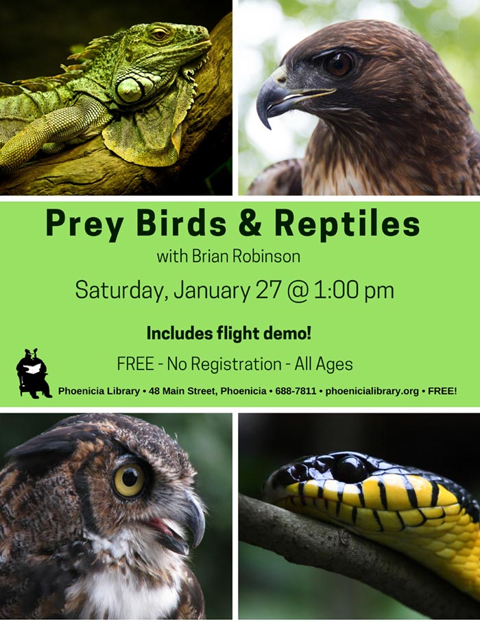 Birds-of-Prey-2018