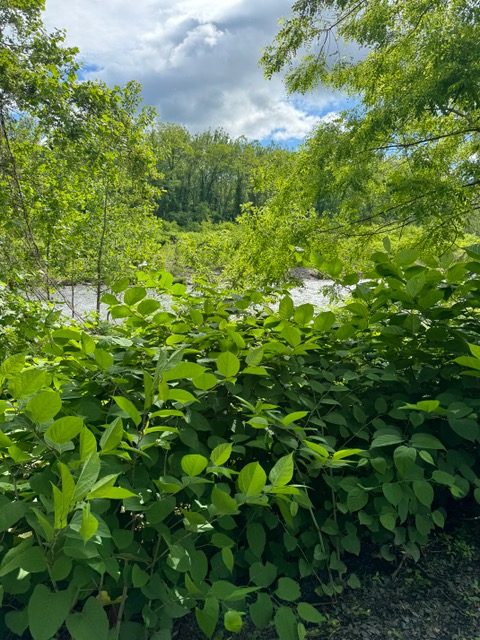 Japanese Knotweed