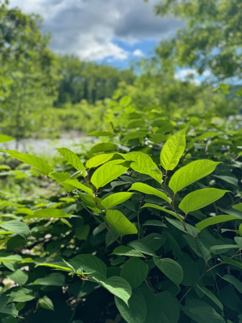 Japanese Knotweed