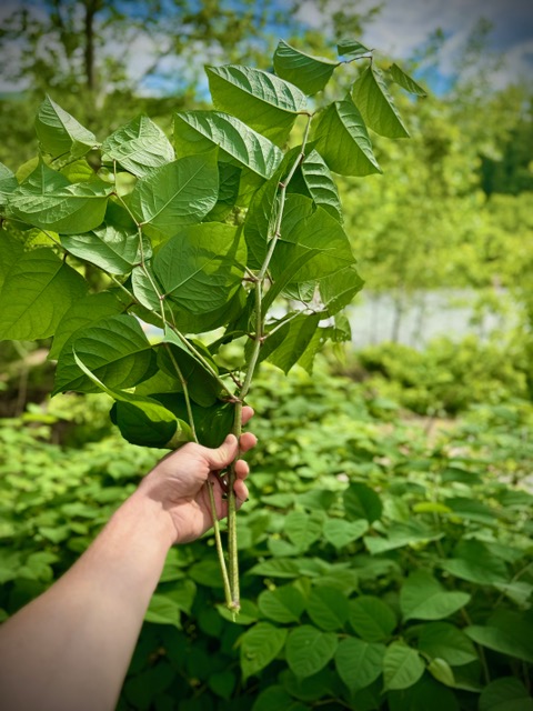Japanese Knotweed